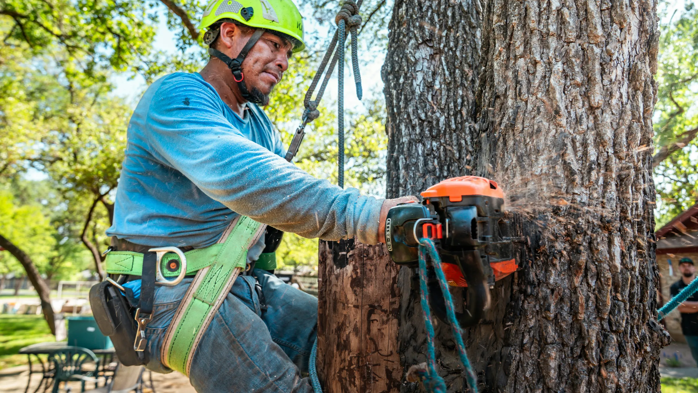 Mature tree canopy over a residential street in Annapolis, Maryland, where our crews provide tree removal